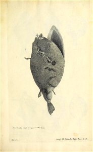 n272_w1150