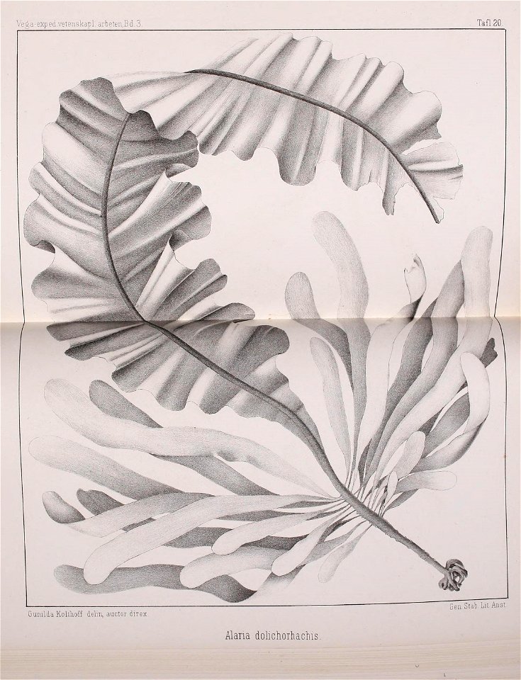 n558_w1150