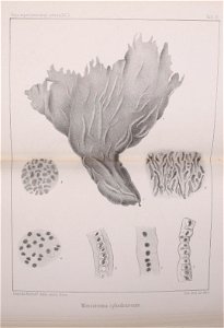 n618_w1150