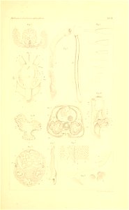 n516_w1150