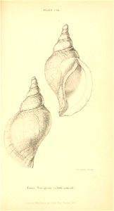 n530_w1150