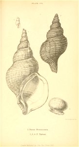 n528_w1150