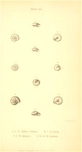 n556_w1150