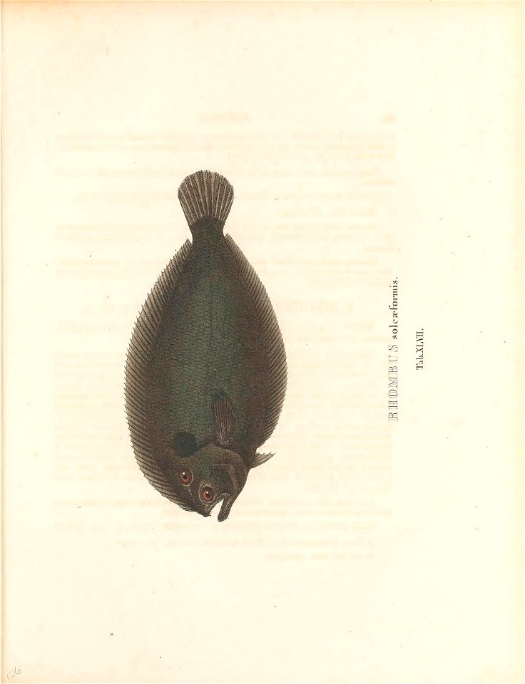 n256_w1150
