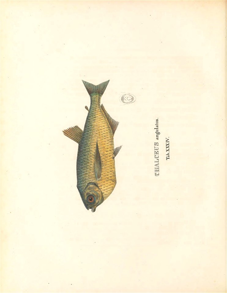 n207_w1150