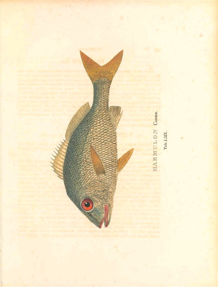 n358_w1150