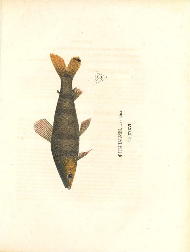 n204_w1150