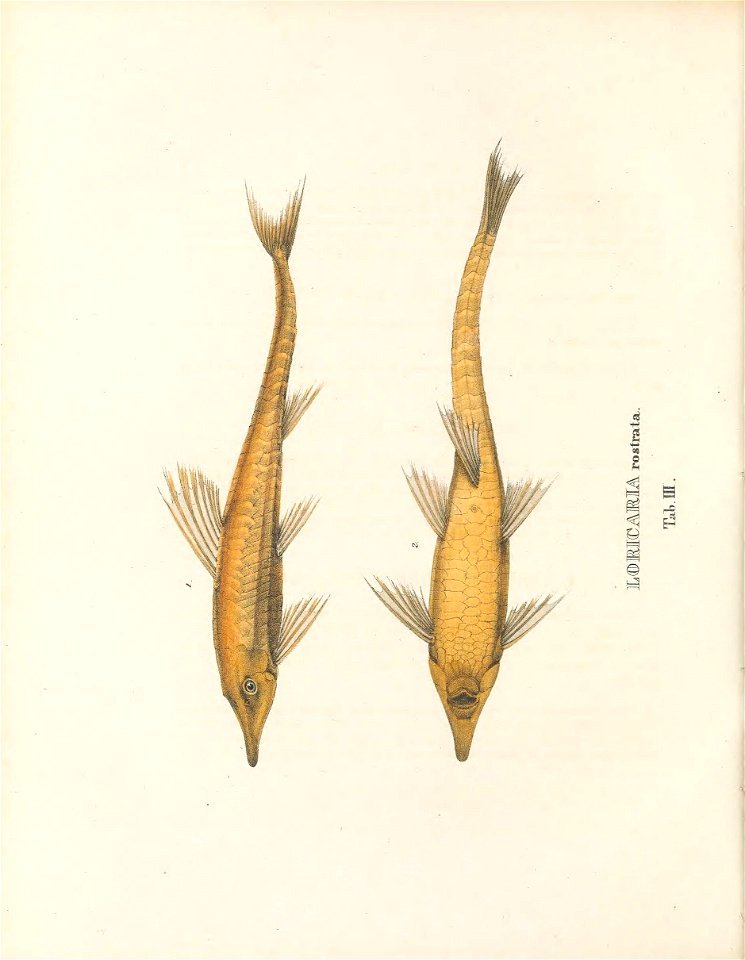 n81_w1150