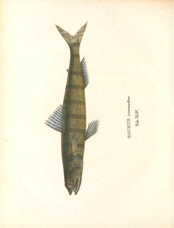 n245_w1150