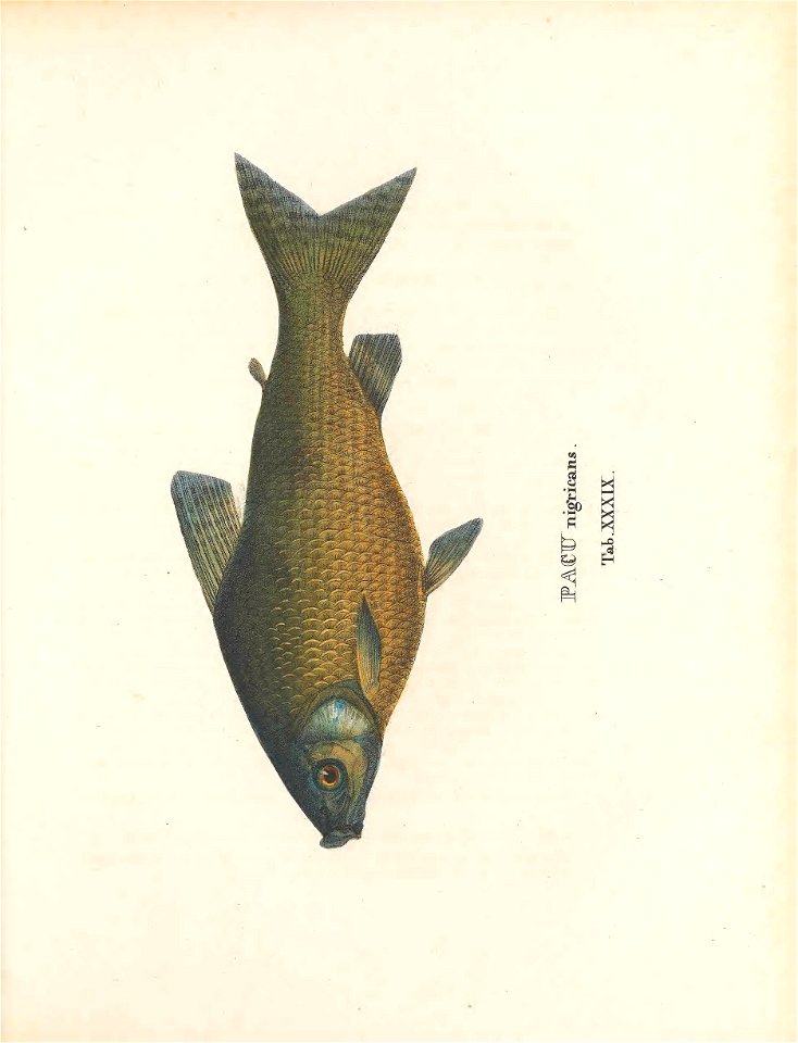 n198_w1150