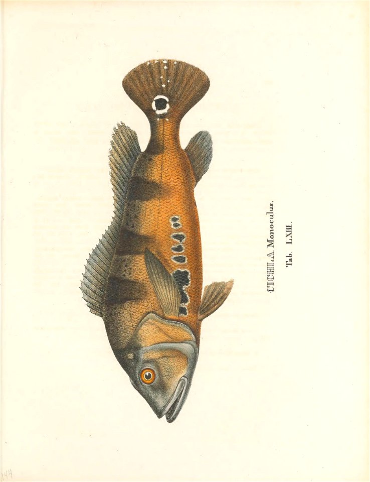 n292_w1150
