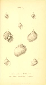 n516_w1150