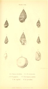 n532_w1150