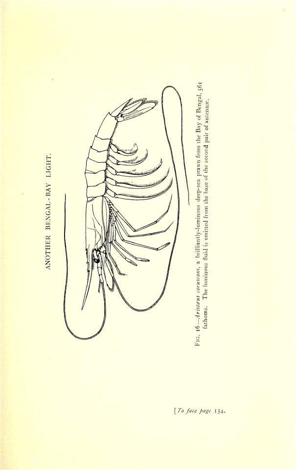 n190_w1150