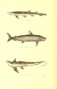n449_w1150