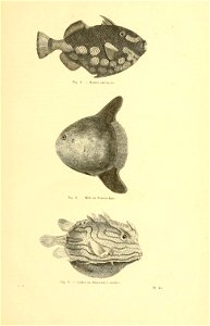 n442_w1150