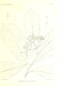 n336_w1150
