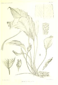 n140_w1150