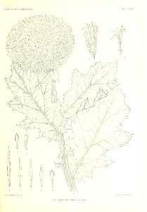 n364_w1150