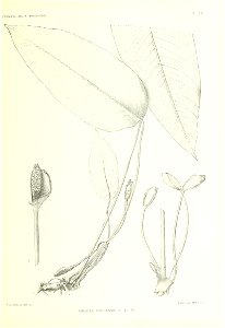 n138_w1150