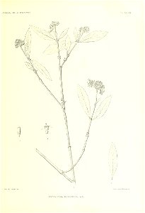 n332_w1150