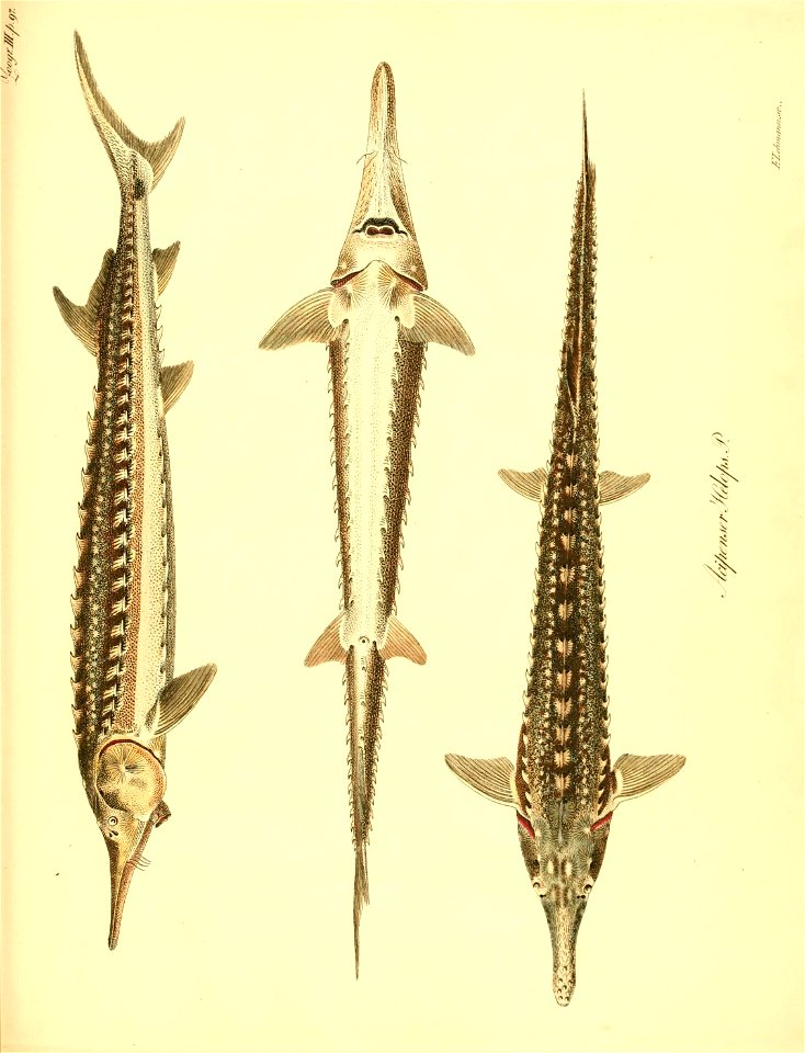 n574_w1150