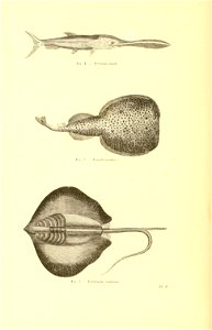 n461_w1150
