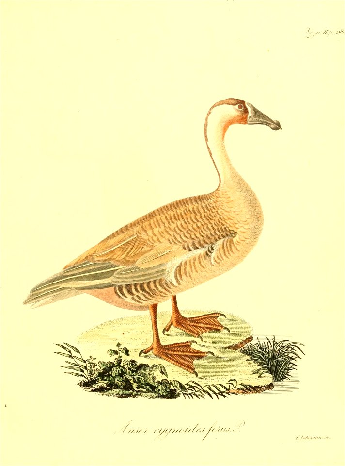 n412_w1150