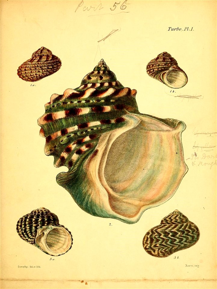 n594_w1150