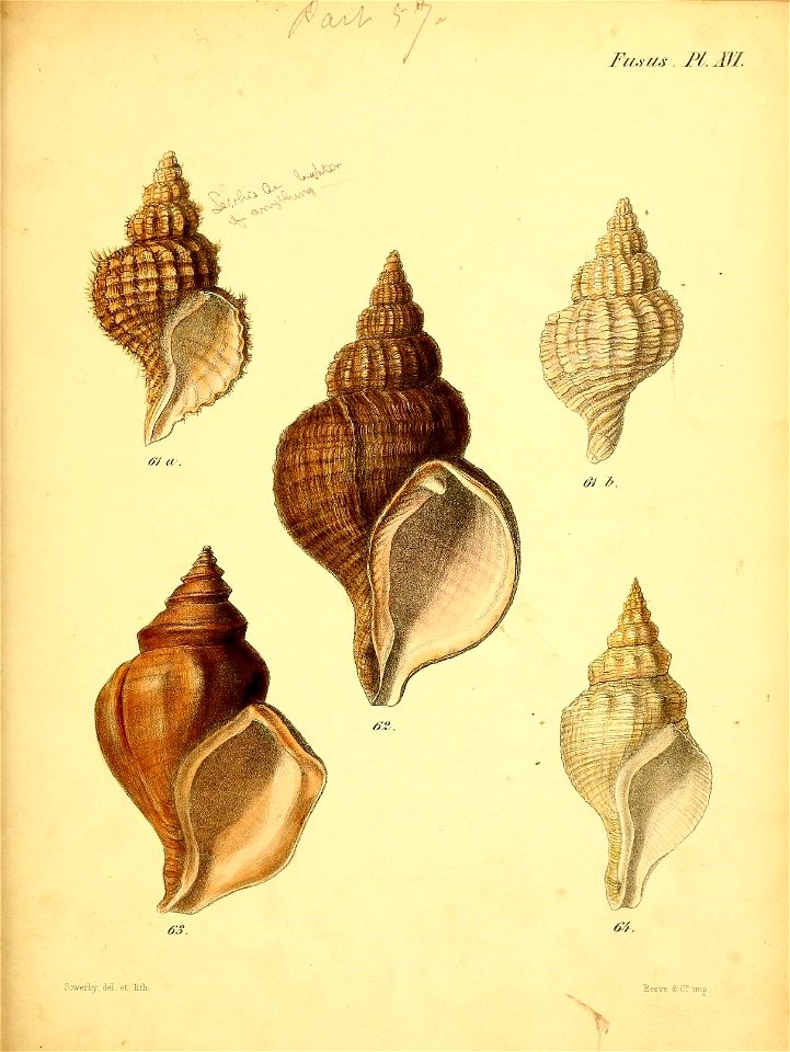 n532_w1150