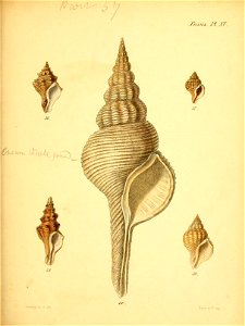 n526_w1150