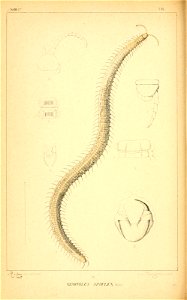 n181_w1150