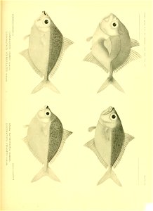 n616_w1150
