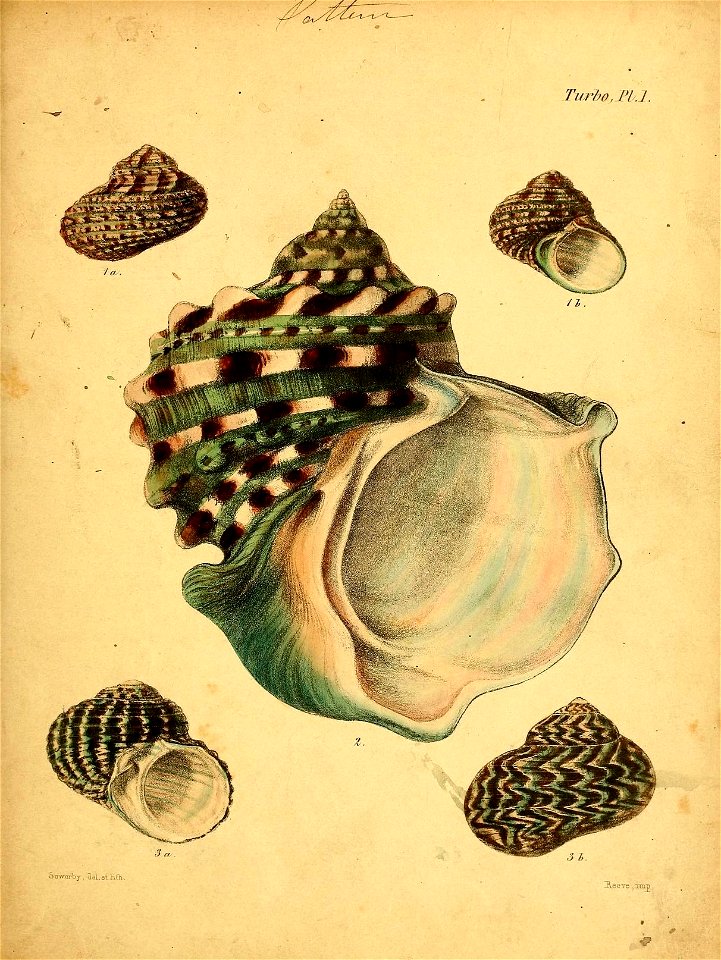 n596_w1150