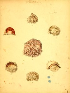 n52_w1150