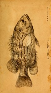 n454_w1150