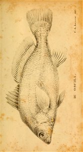 n456_w1150