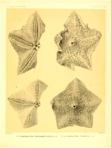 n338_w1150