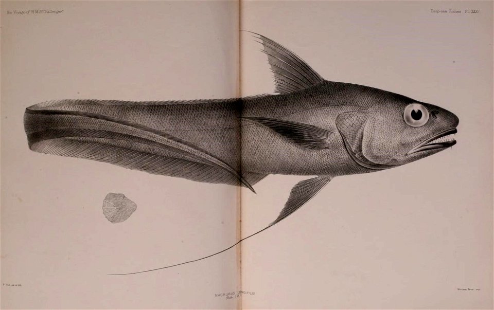 n590_w1150