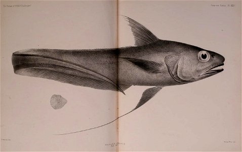 n590_w1150