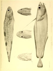 n514_w1150