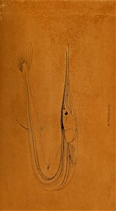 n452_w1150
