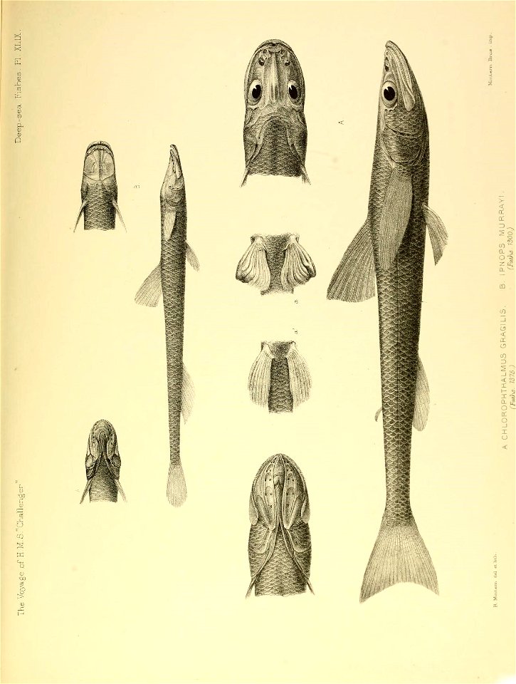 n656_w1150