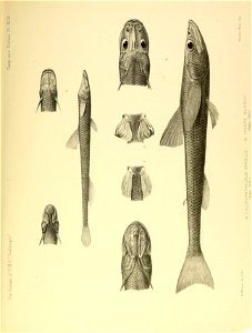 n656_w1150