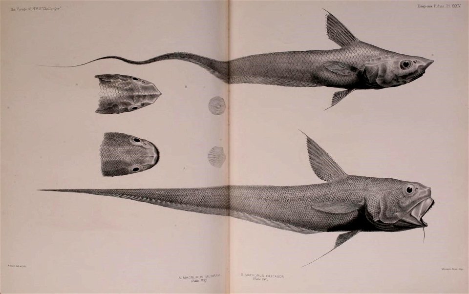 n584_w1150