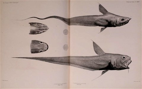 n584_w1150
