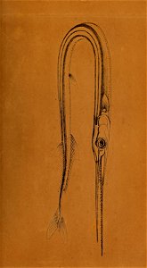 n450_w1150