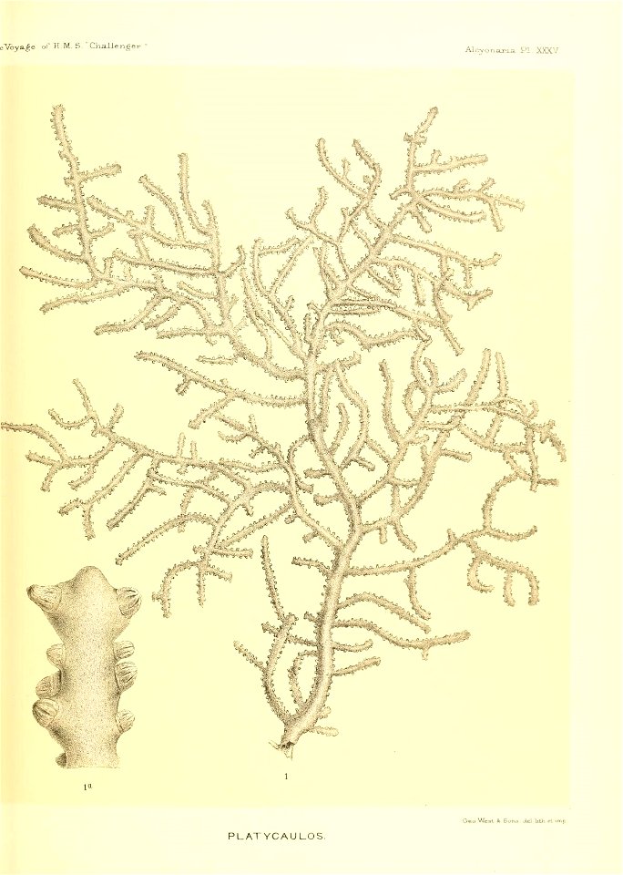 n542_w1150