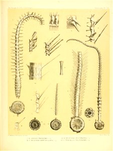 n452_w1150
