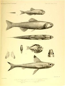 n664_w1150